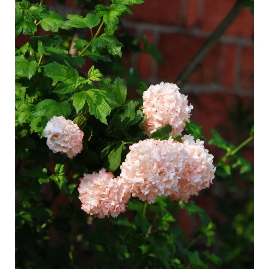 🔥Limited Time Special Offer🎉Viburnum macrocephalum