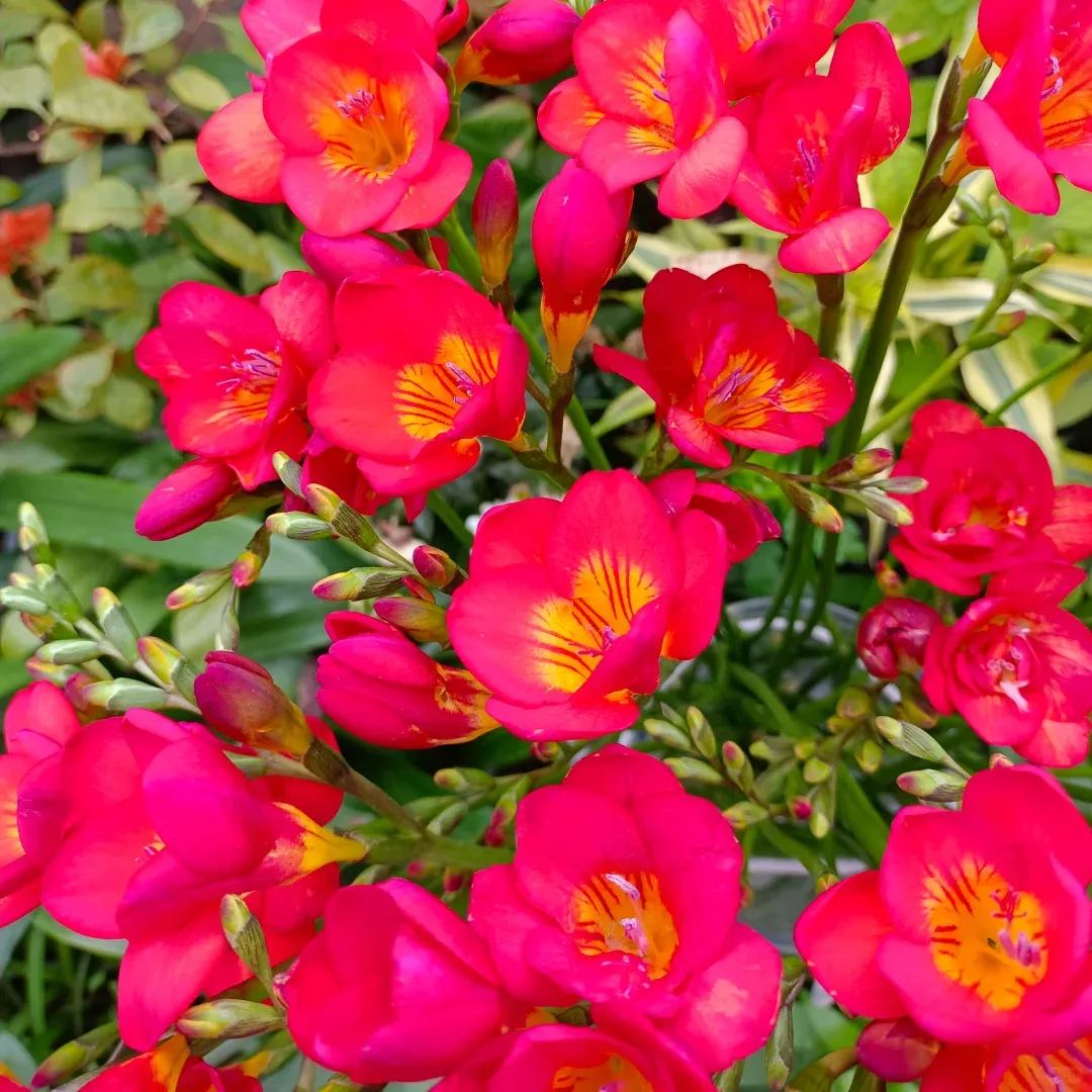 Freesia Bulbs - Mix colors