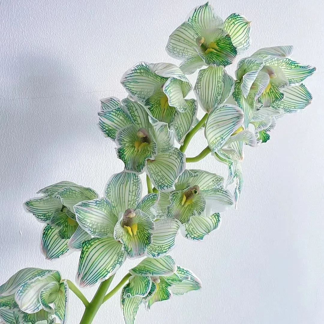 🔥62%OFF Cymbidium Orchid Seeds🪴Rare Cymbidium Seeds