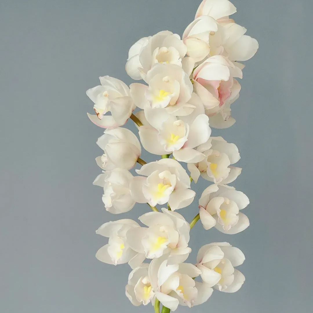 🔥62%OFF Cymbidium Orchid Seeds🪴Rare Cymbidium Seeds