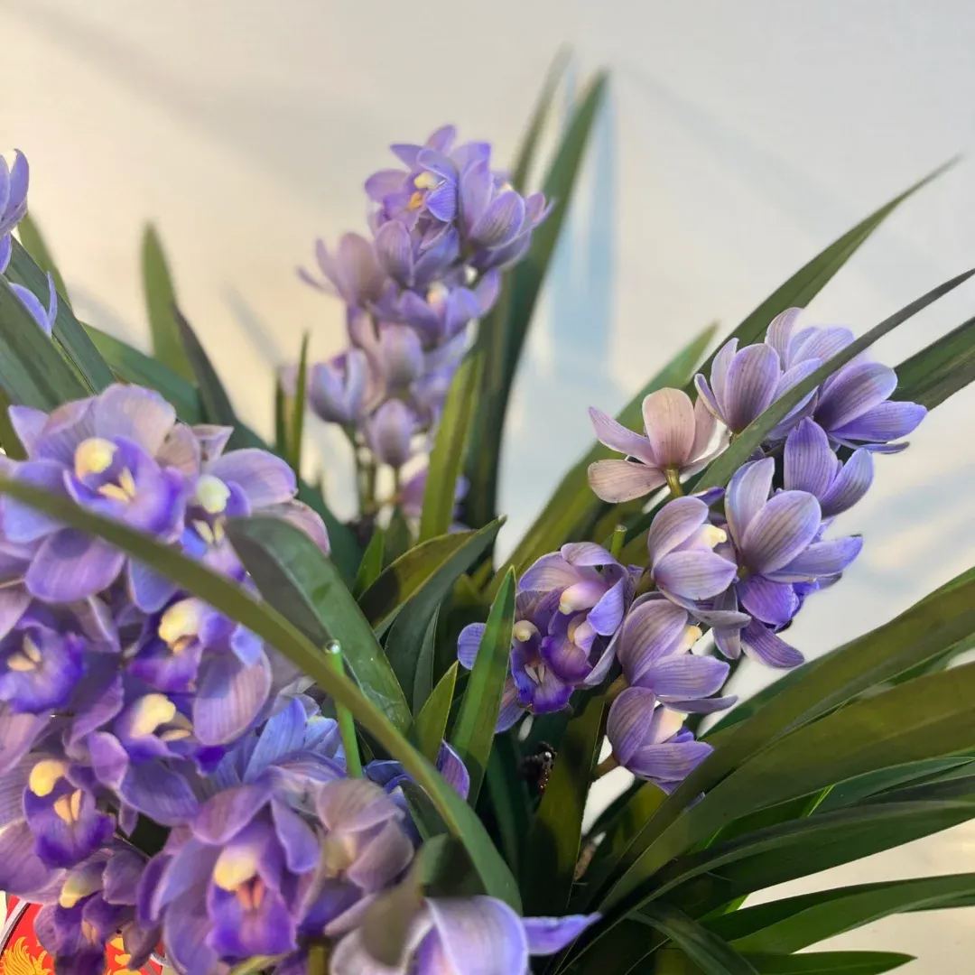 🔥62%OFF Cymbidium Orchid Seeds🪴Rare Cymbidium Seeds