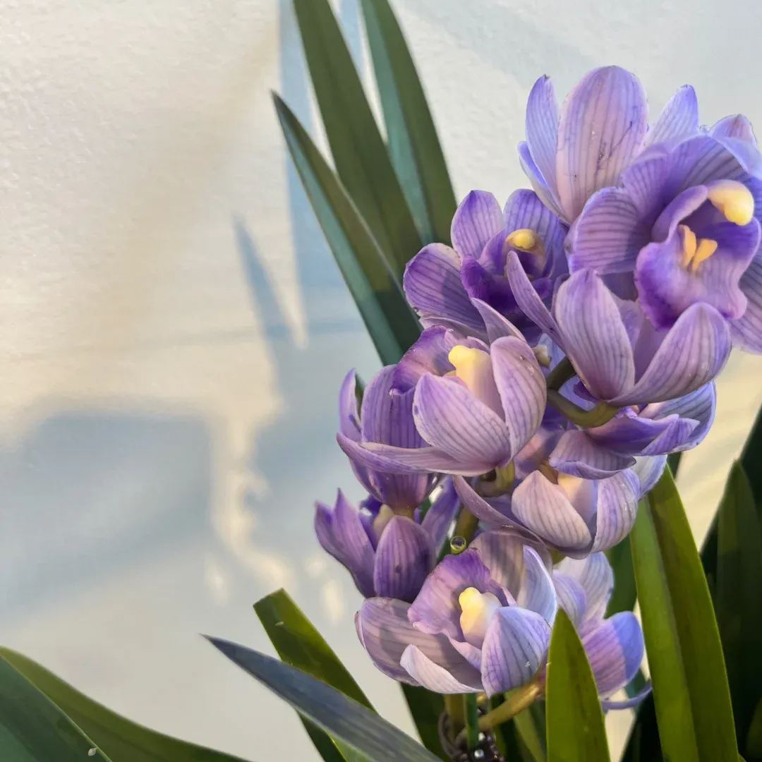 🔥62%OFF Cymbidium Orchid Seeds🪴Rare Cymbidium Seeds