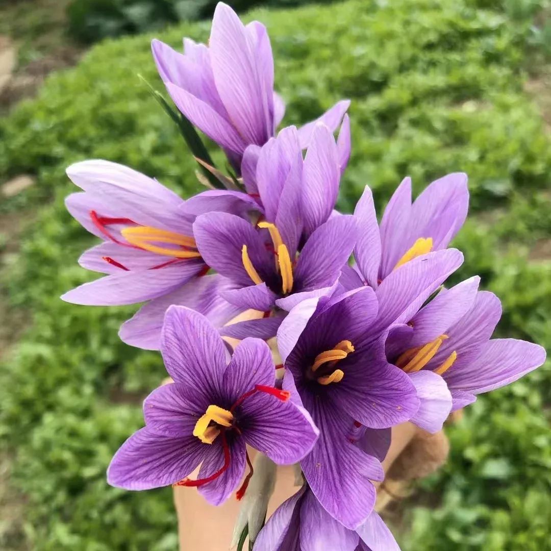Saffron Crocus
