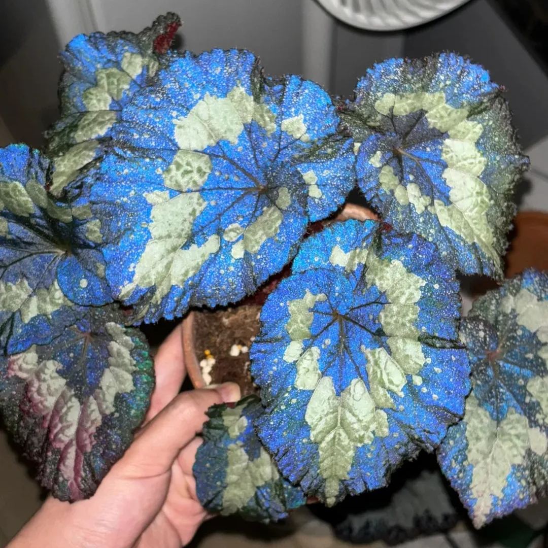 Blue Begonias