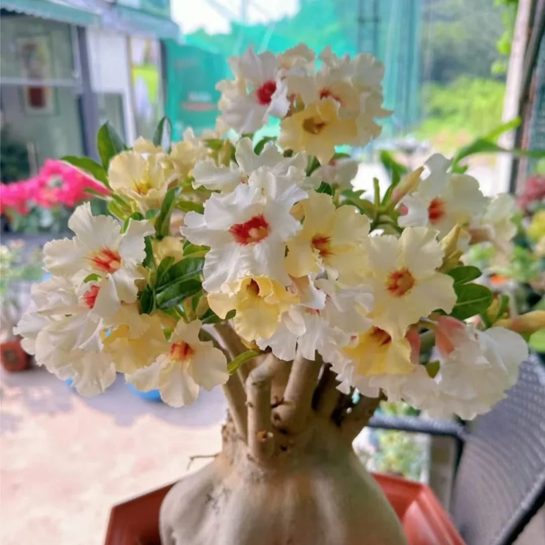 💐Desert Rose Seeds💖Various Colors🌱Long Flowering Period