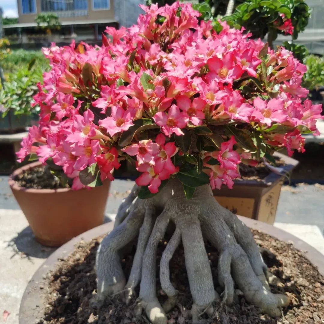 💐Desert Rose Seeds💖Various Colors🌱Long Flowering Period
