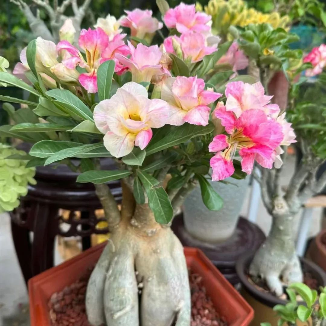 💐Desert Rose Seeds💖Various Colors🌱Long Flowering Period