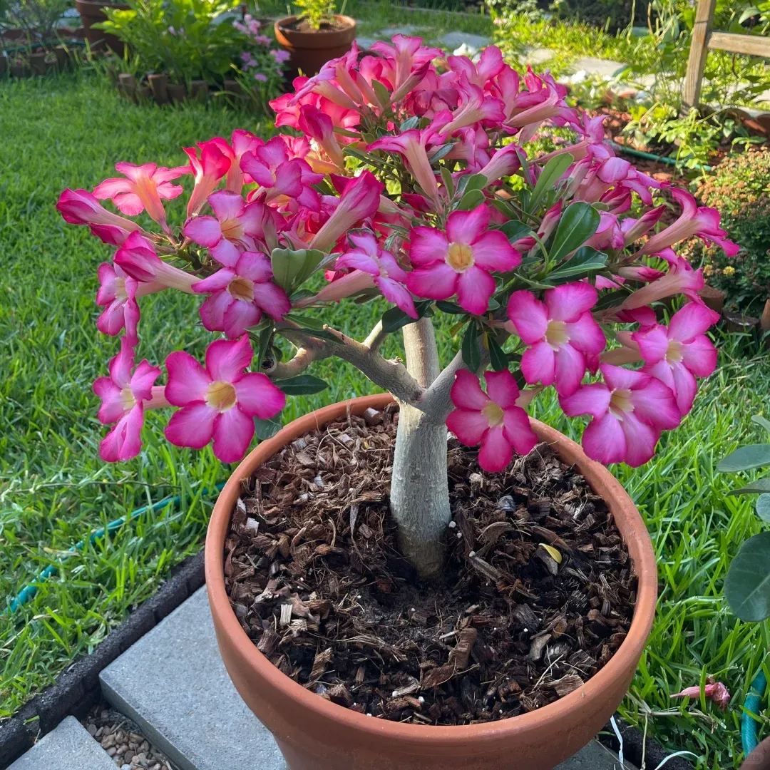 💐Desert Rose Seeds💖Various Colors🌱Long Flowering Period