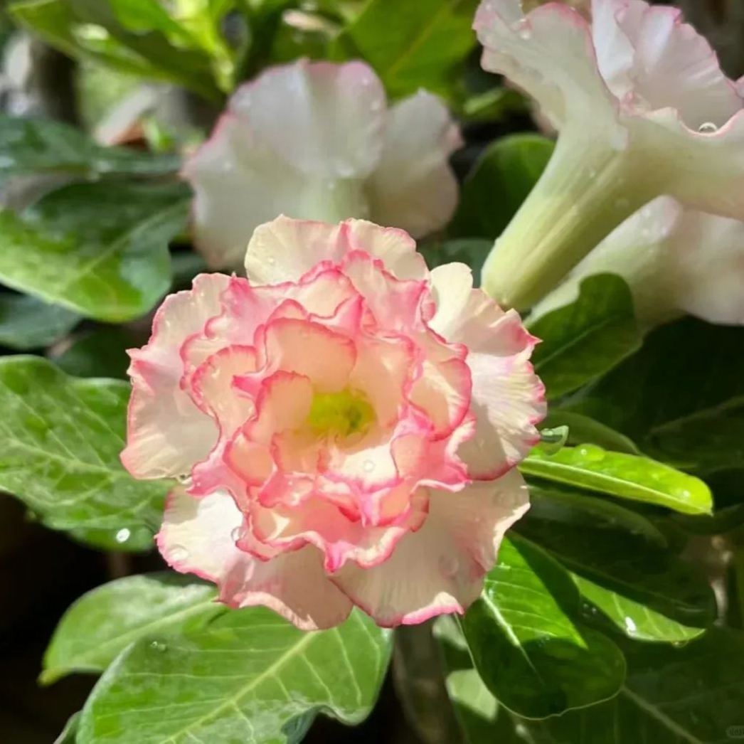 💐Desert Rose Seeds💖Various Colors🌱Long Flowering Period