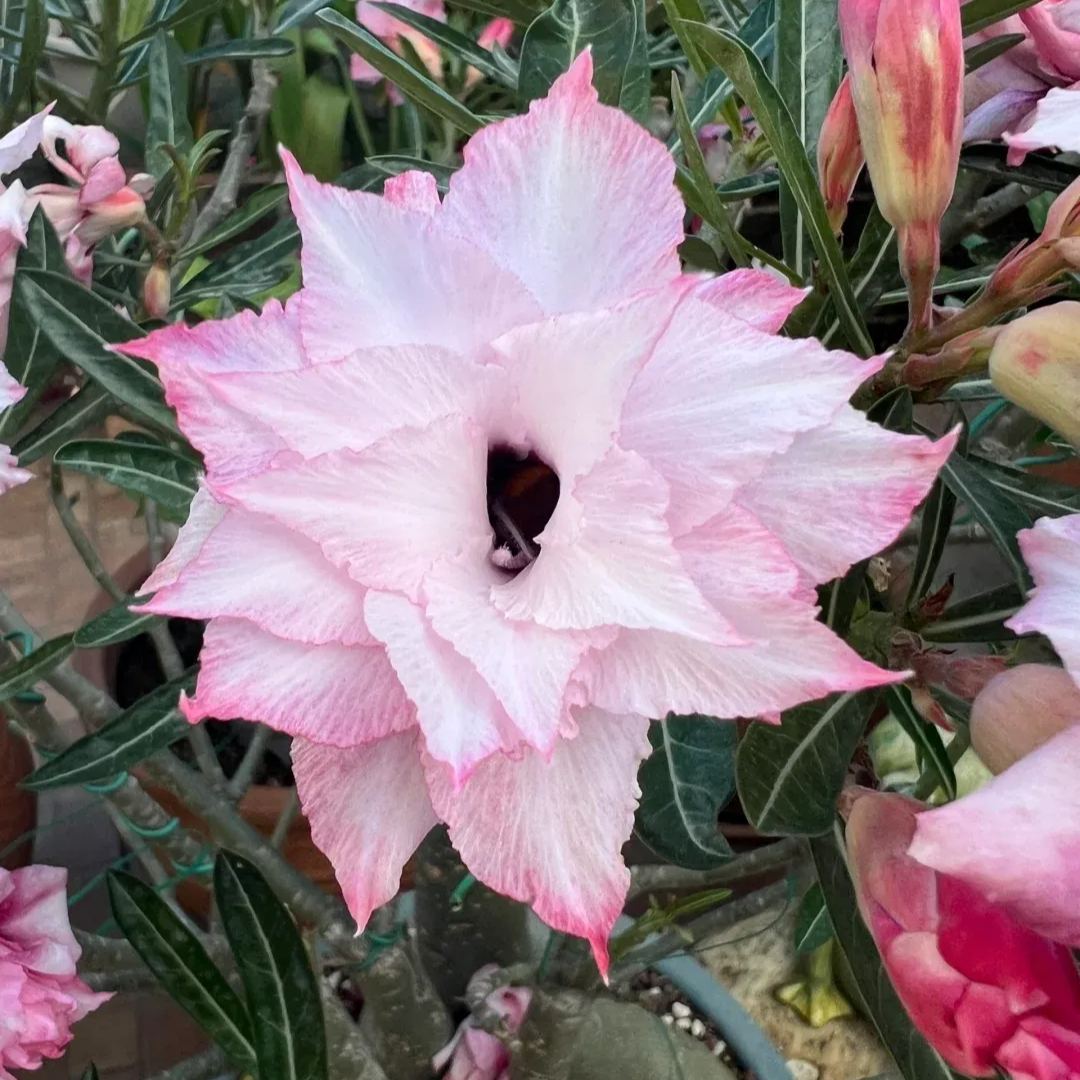 💐Desert Rose Seeds💖Various Colors🌱Long Flowering Period
