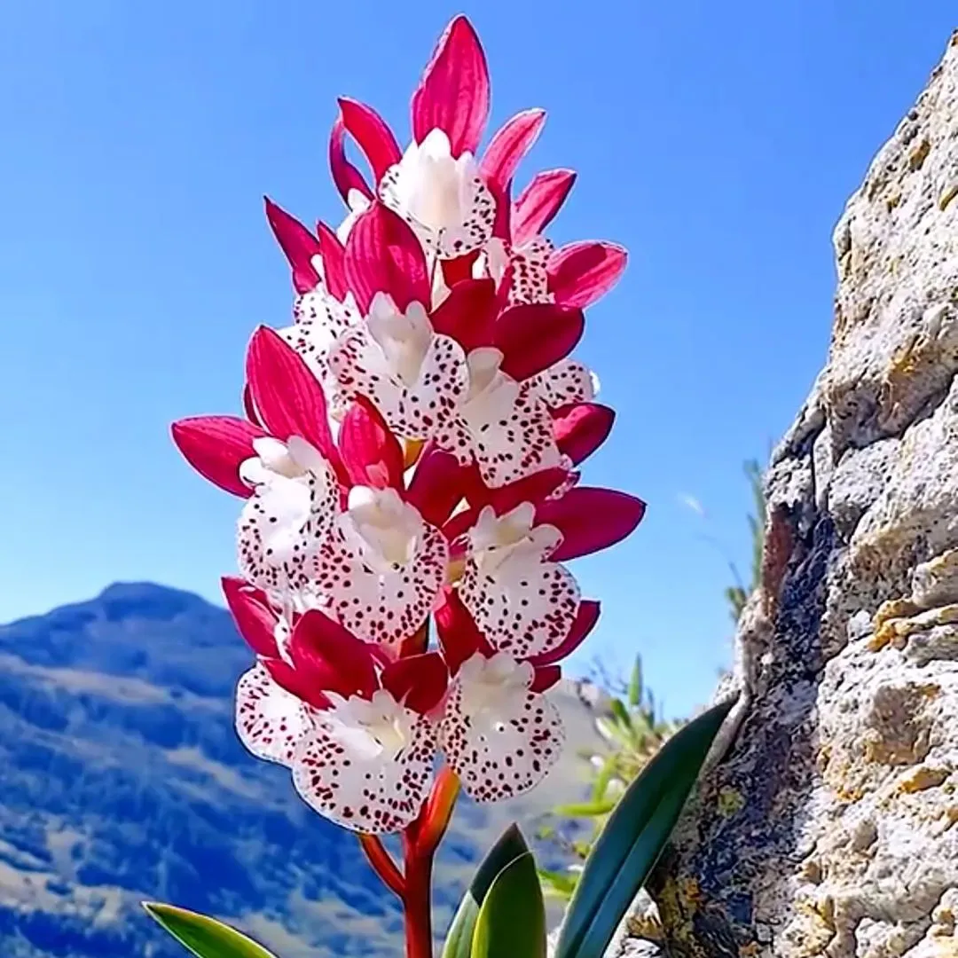 Firebell Orchid Rare Plant Seeds🌼