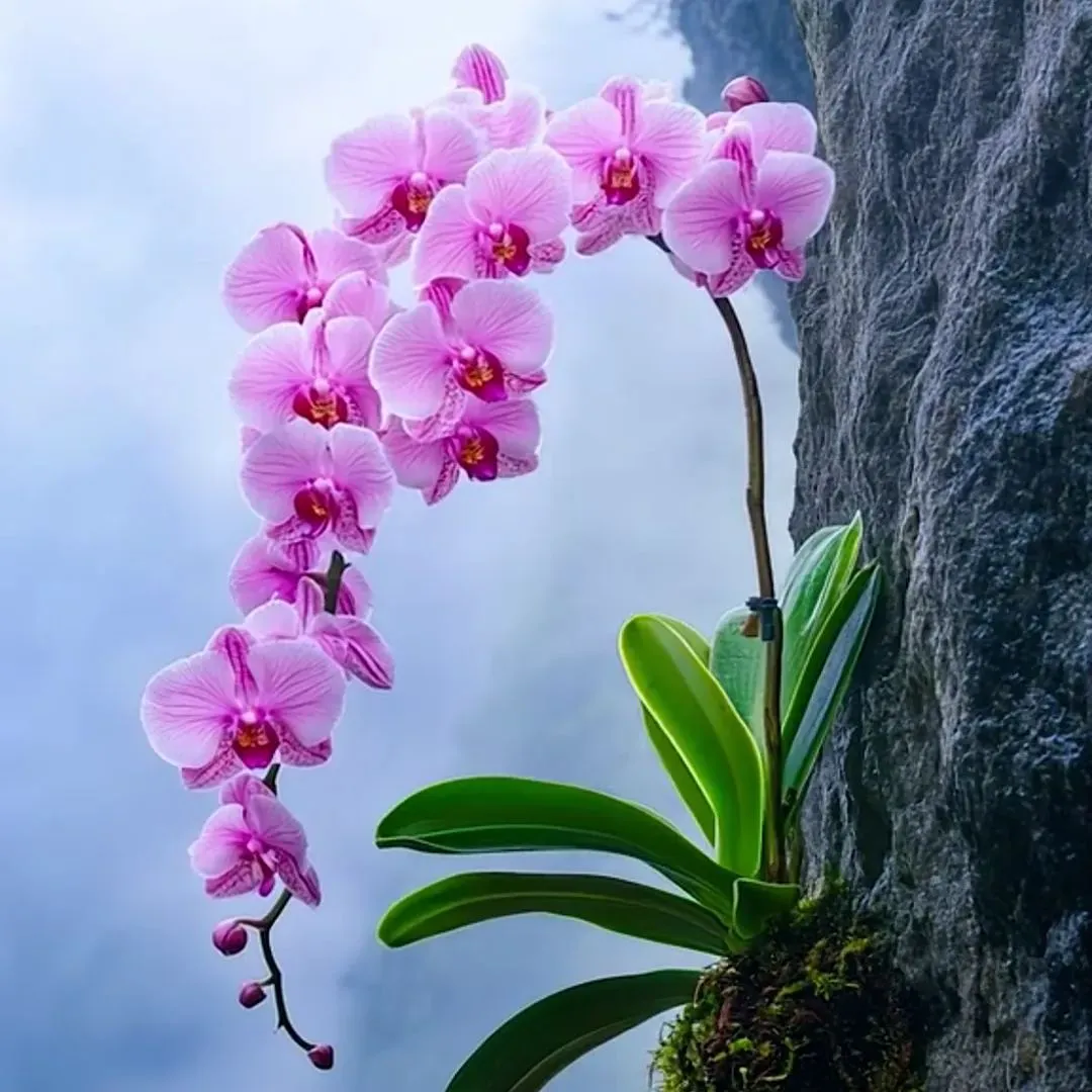 Mysterious Purple Convallaria Orchid Rare Plant Seeds