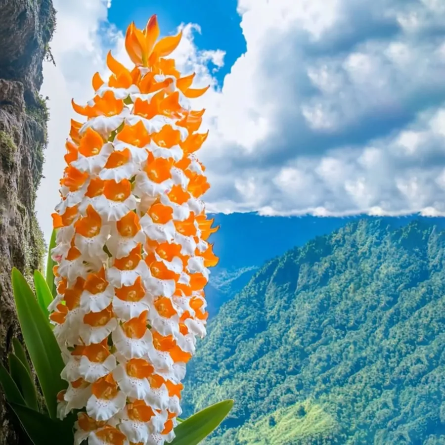 White Orange Torches Orchids Rare Plant Seeds