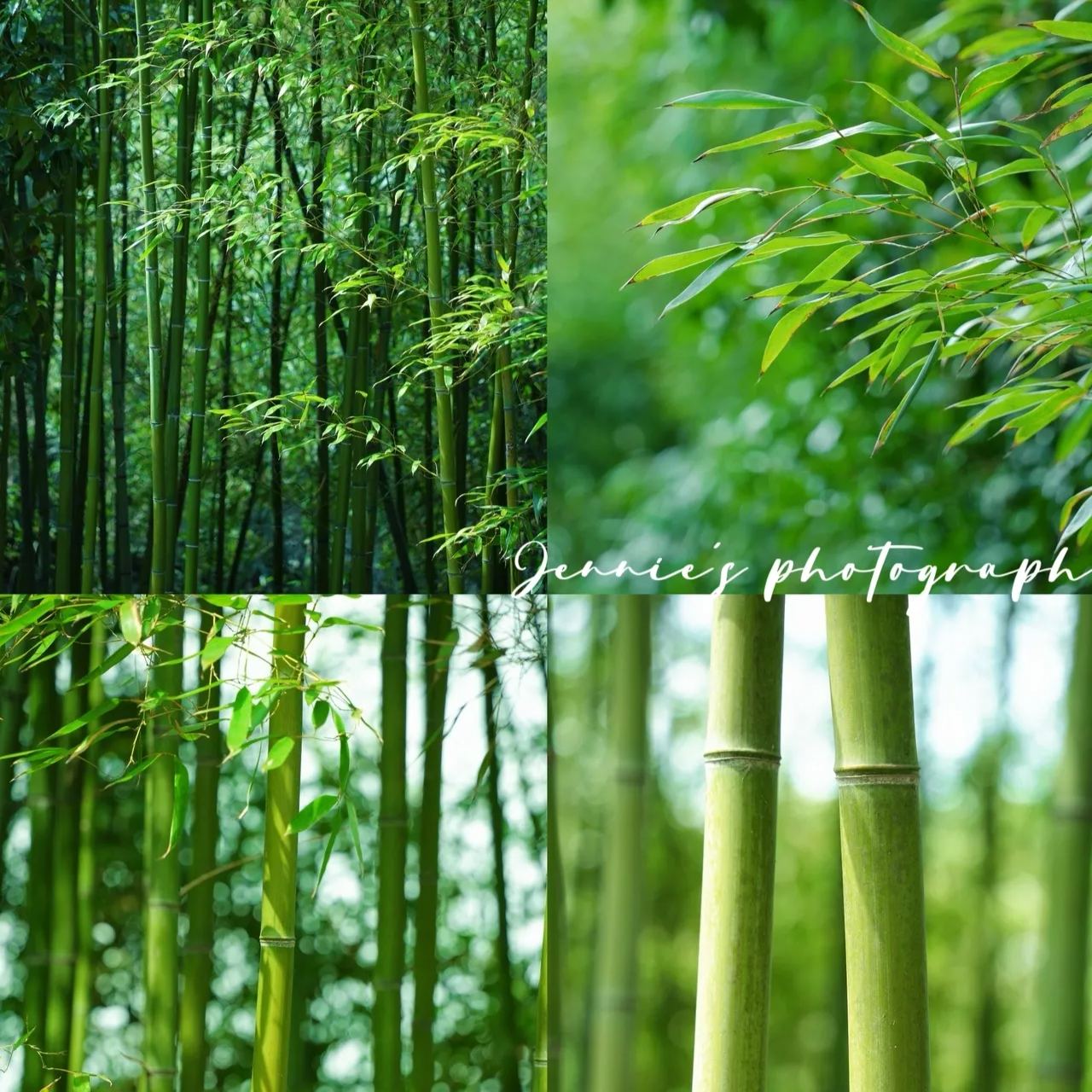 🎋[Rare Species] Giant Bamboo Seeds