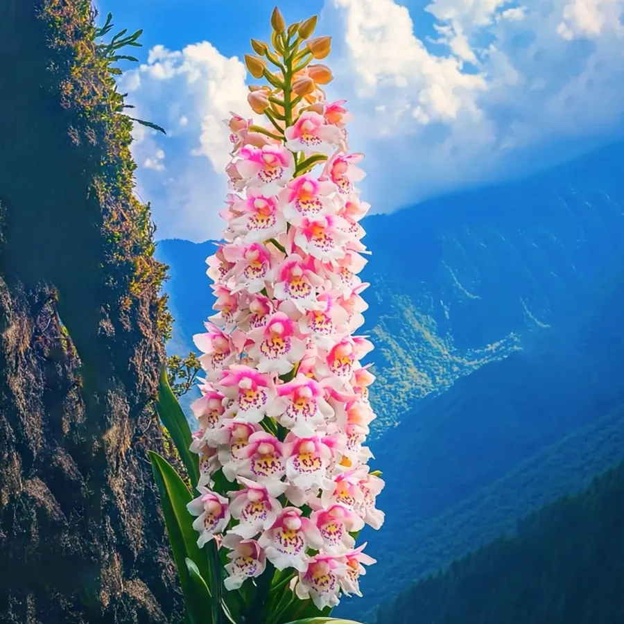 Geyser Flor Flower Rare Plant Seeds