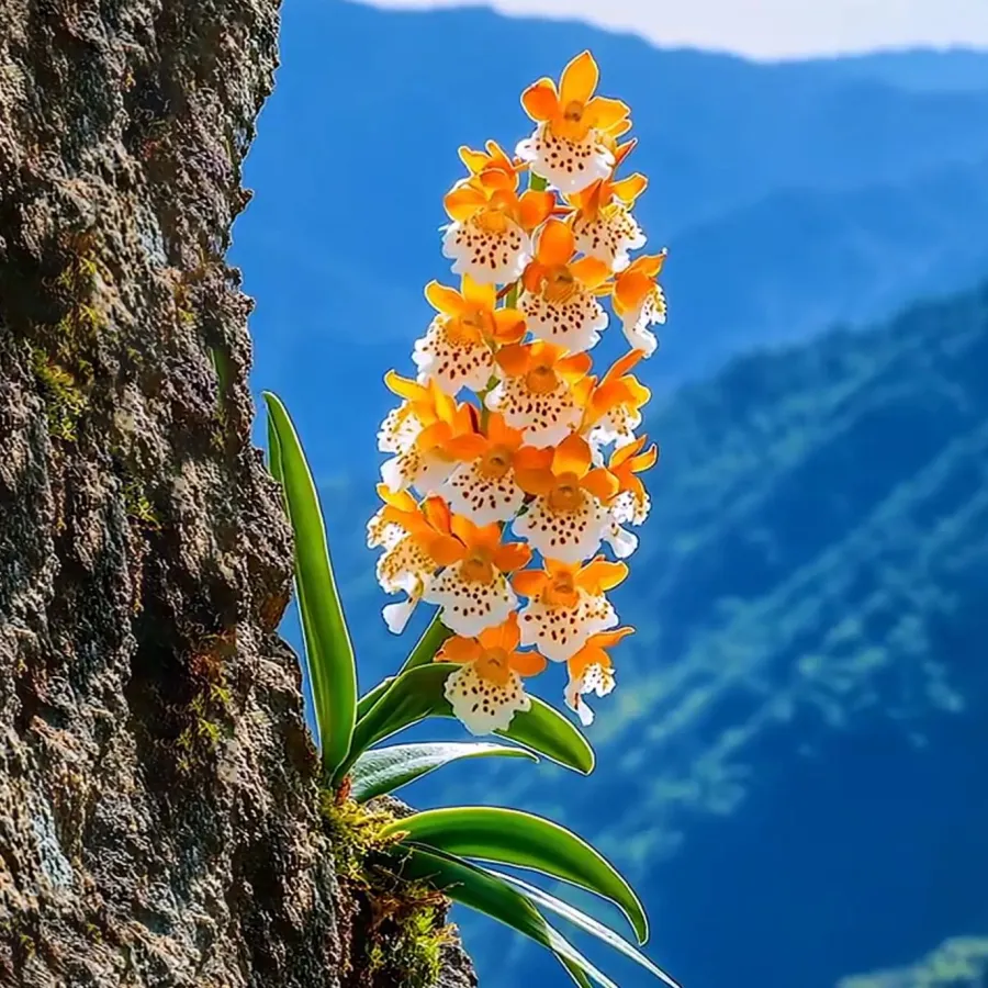 Alpine Butterfly Orchid Rare Plant Seeds
