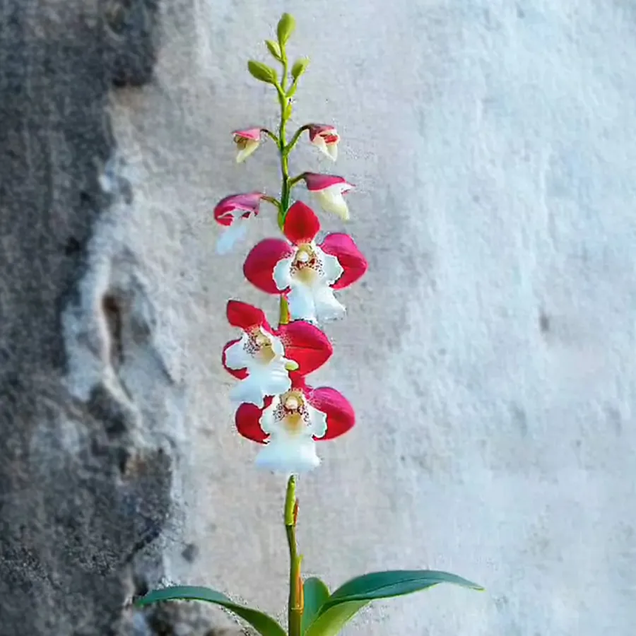 Red Cherry Bellflower Orchid Rare Plant Seeds