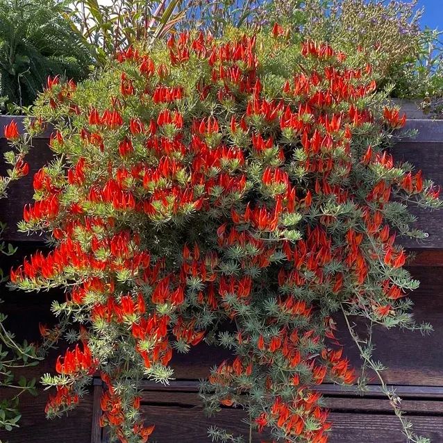 🆕New in June🦜Lotus Berthelotii Masf Seeds🌸Rare Flowers