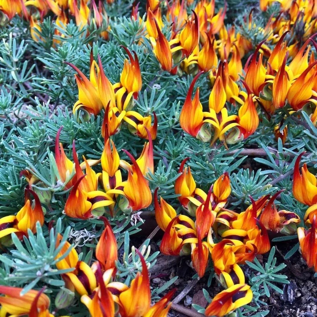 🆕New in June🦜Lotus Berthelotii Masf Seeds🌸Rare Flowers