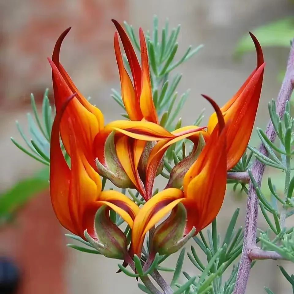 🆕New in June🦜Lotus Berthelotii Masf Seeds🌸Rare Flowers