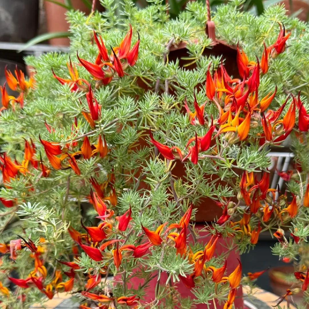 🆕New in June🦜Lotus Berthelotii Masf Seeds🌸Rare Flowers