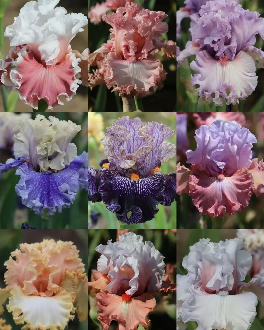 🔥Verschiedene Iris, Erbstück-Iris🌱Blumenzwiebeln Pflanzen