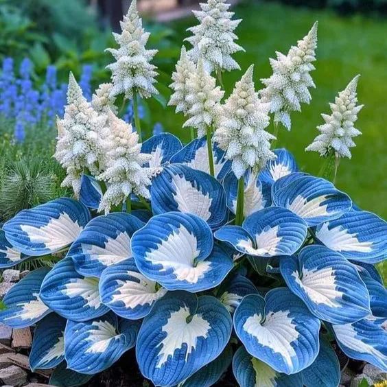 🌿 Die widerstandsfähige Schönheit: Schattenverträgliche und kälteresistente Hosta-Blüten 🌿