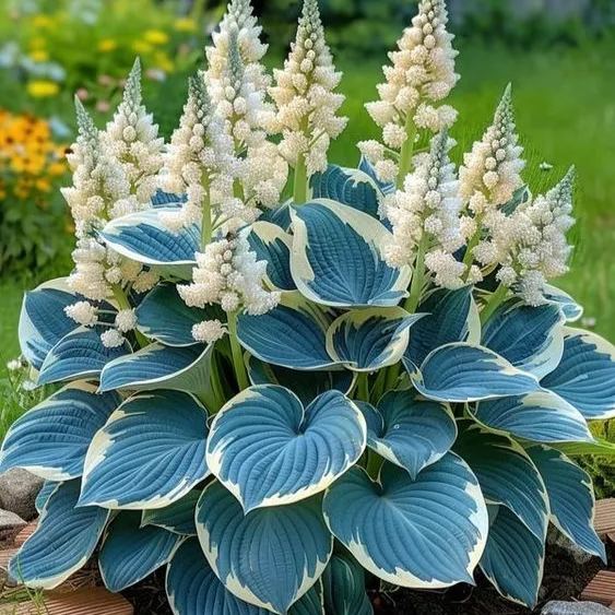 🌿 Die widerstandsfähige Schönheit: Schattenverträgliche und kälteresistente Hosta-Blüten 🌿