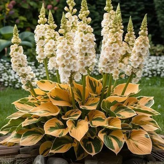 🌿 Die widerstandsfähige Schönheit: Schattenverträgliche und kälteresistente Hosta-Blüten 🌿