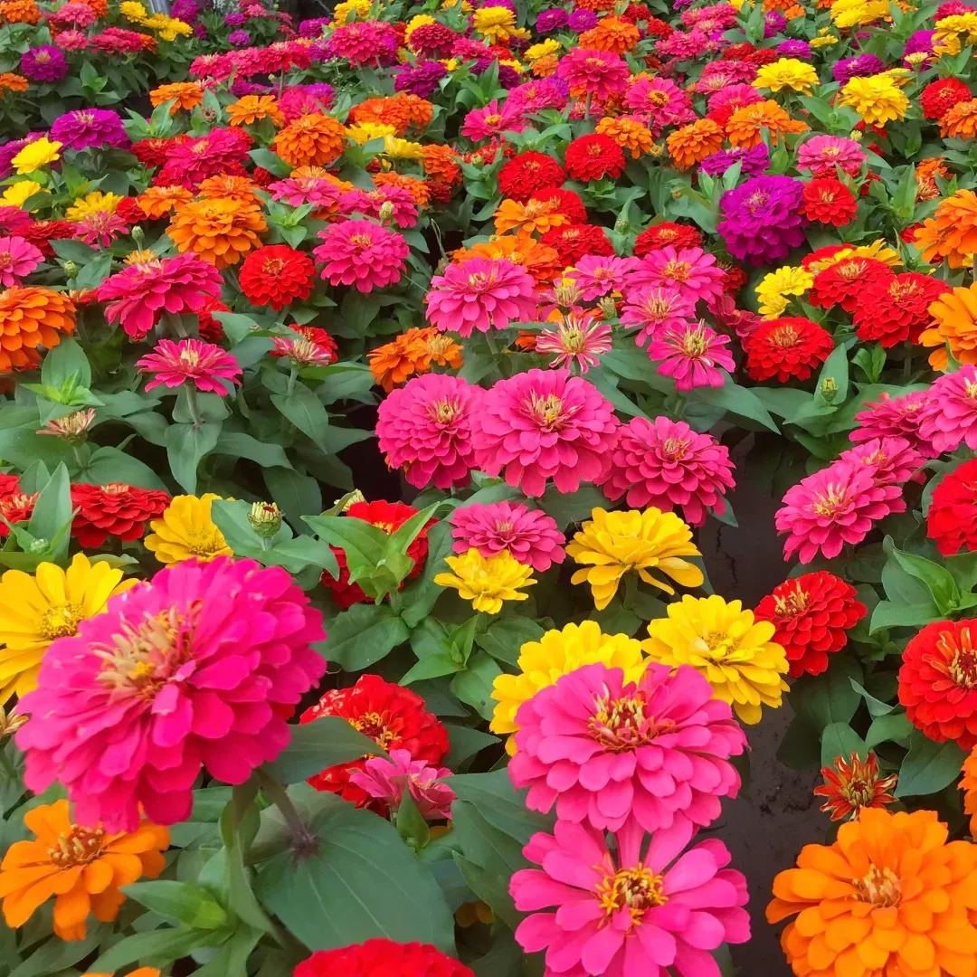 🦄Double Zinnia Mixed Color Seeds🌺Rich colors and easy to grow