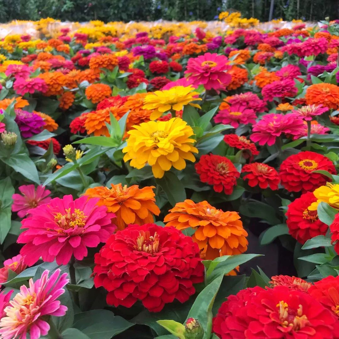 🦄Double Zinnia Mixed Color Seeds🌺Rich colors and easy to grow