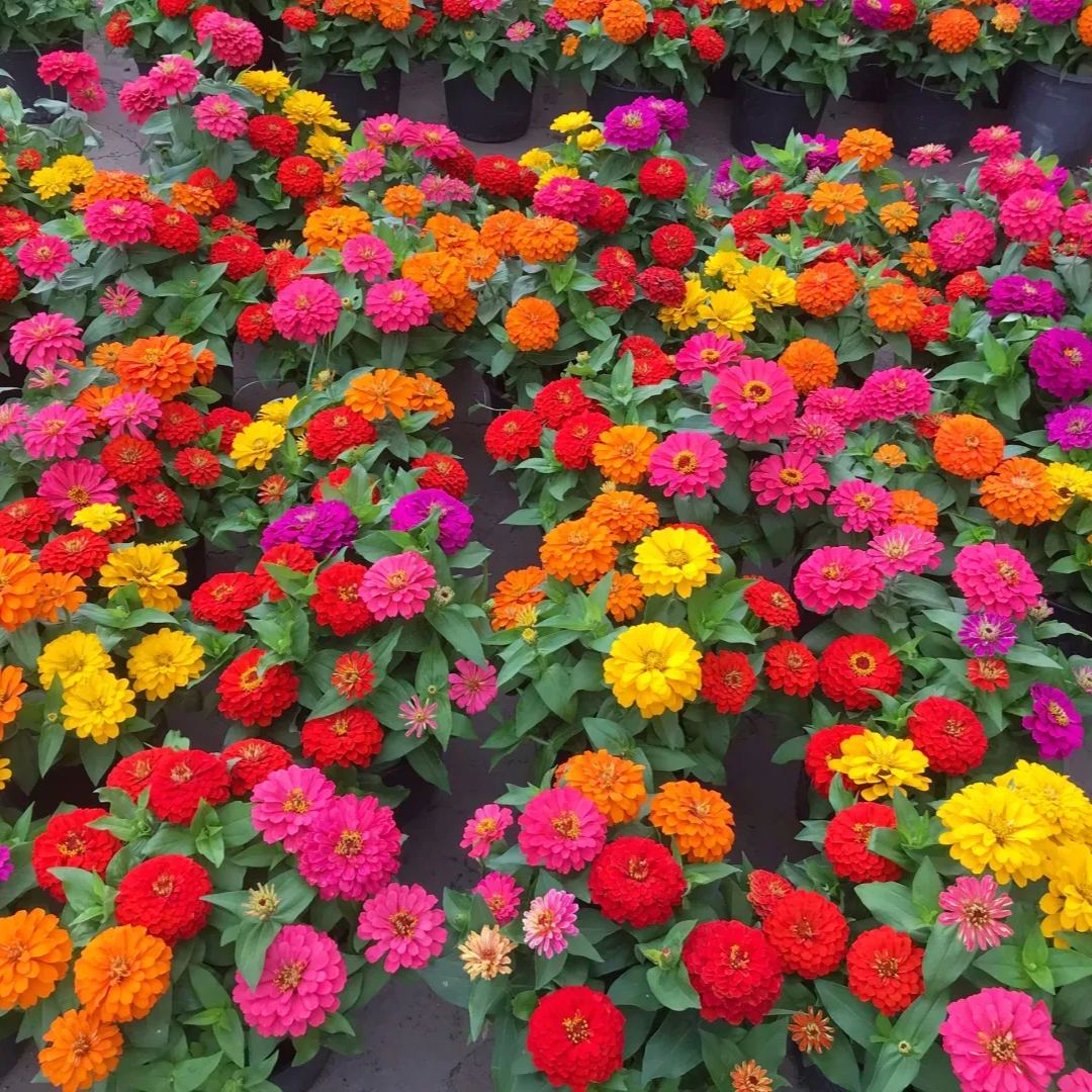 🦄Double Zinnia Mixed Color Seeds🌺Rich colors and easy to grow