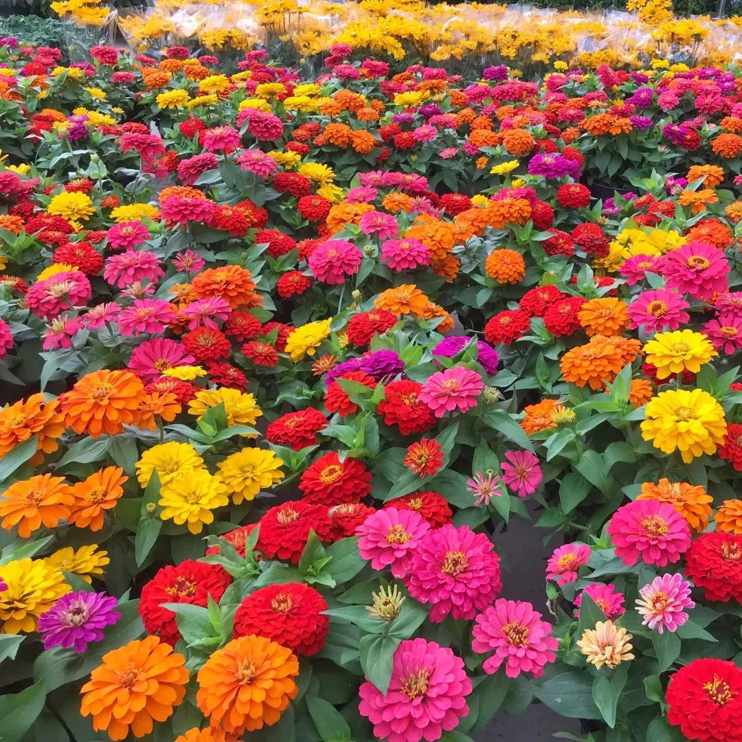 🦄Double Zinnia Mixed Color Seeds🌺Rich colors and easy to grow