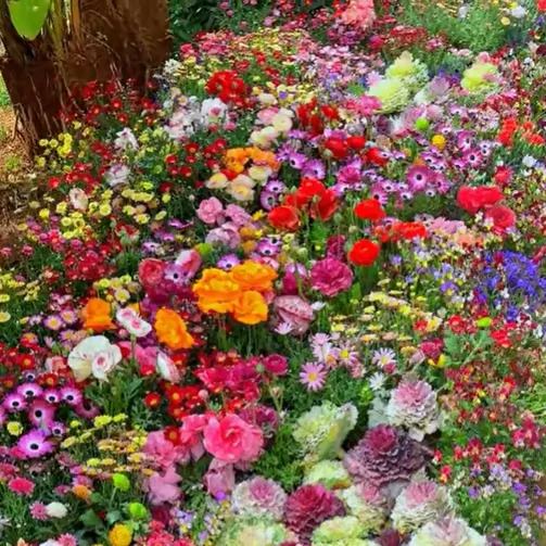 🔥Last day clearance💝Mixed Perennial Flowers Seeds-Over 60 kinds mixed