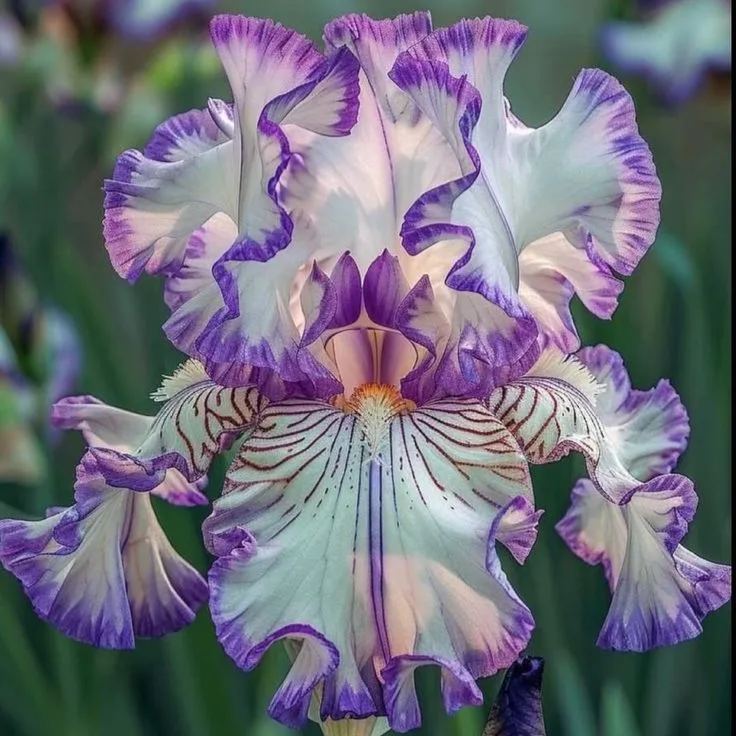 Rare Iris Bulbs⚜️