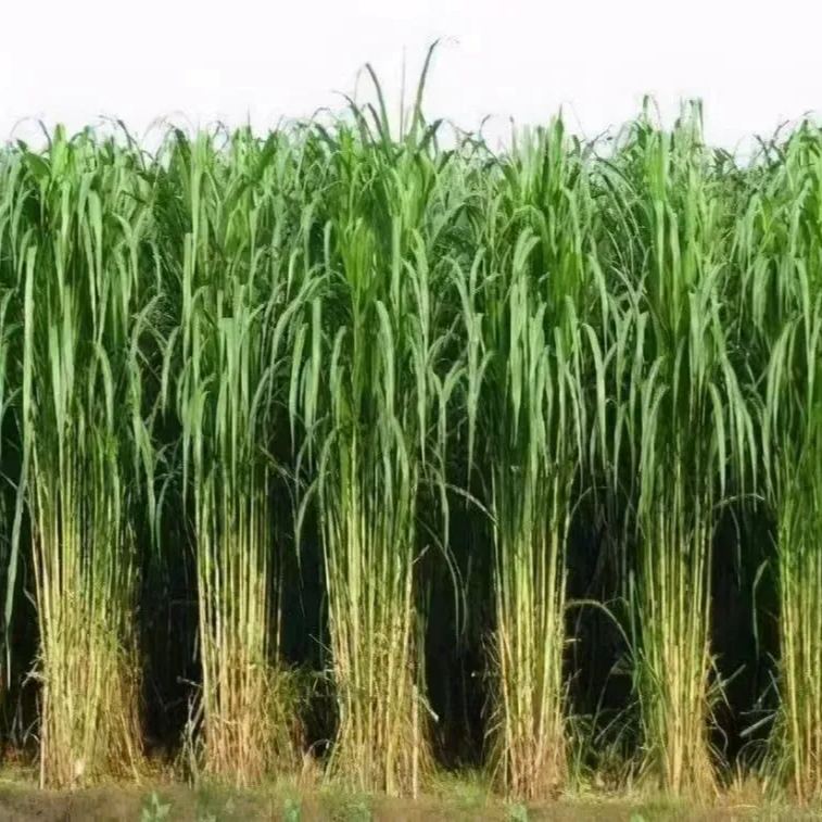 🌿Hybrid Sorghum-Sudan Grass King✅High-Yielding Forage