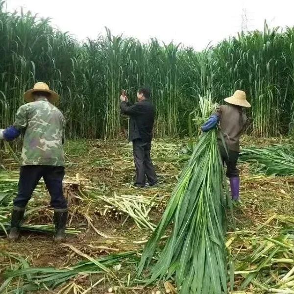 🌿Hybrid Sorghum-Sudan Grass King✅High-Yielding Forage