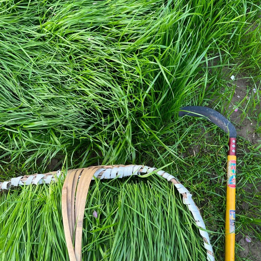 🌱 Perennial Ryegrass Seed⚡ Fast Growth🌿Strong Regeneration