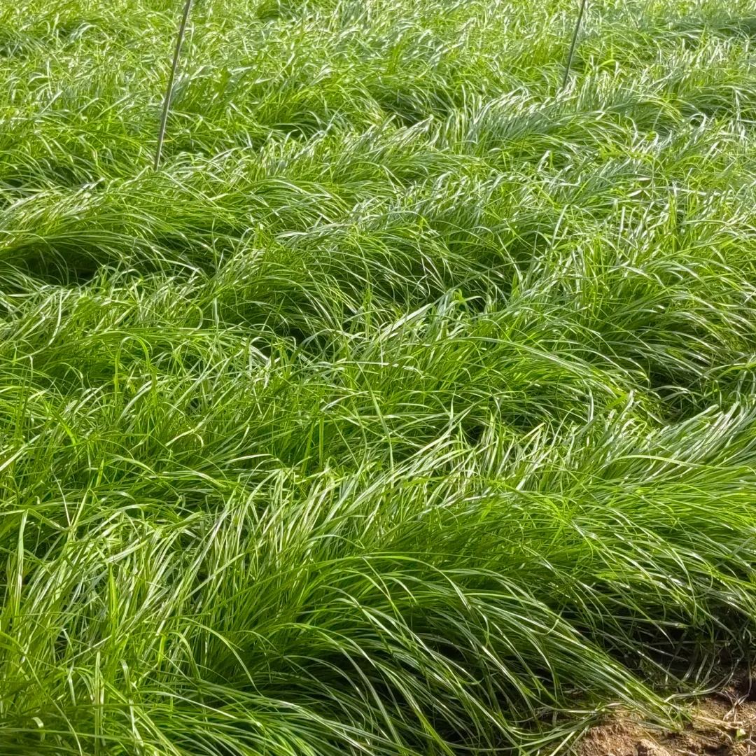 🌱 Perennial Ryegrass Seed⚡ Fast Growth🌿Strong Regeneration