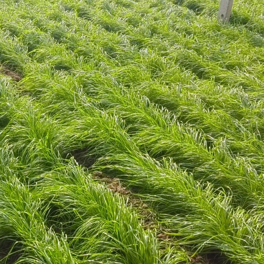 🌱 Perennial Ryegrass Seed⚡ Fast Growth🌿Strong Regeneration