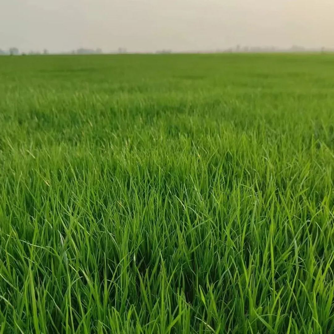 🌱 Perennial Ryegrass Seed⚡ Fast Growth🌿Strong Regeneration