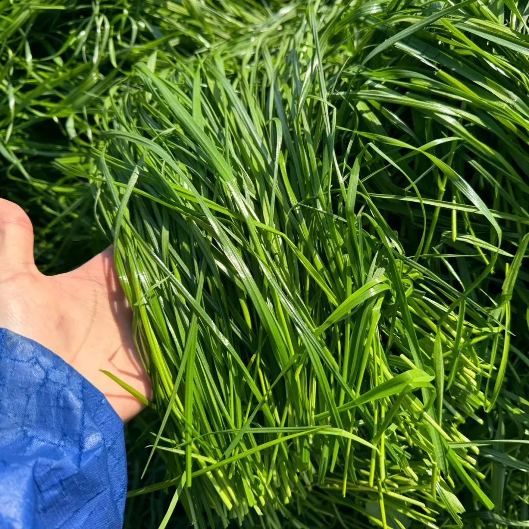 🌱 Perennial Ryegrass Seed⚡ Fast Growth🌿Strong Regeneration