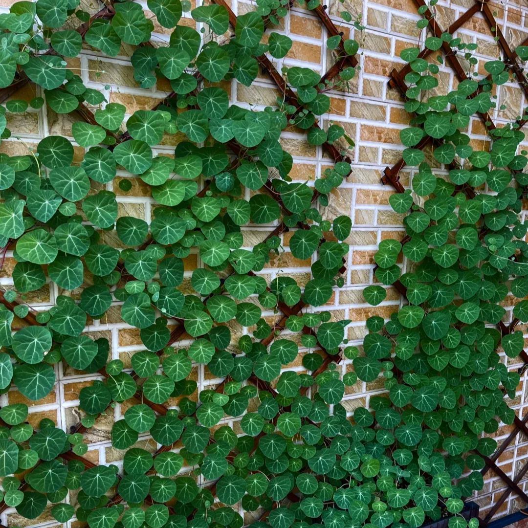 Stephania Erecta - The Everlasting Green Wonder