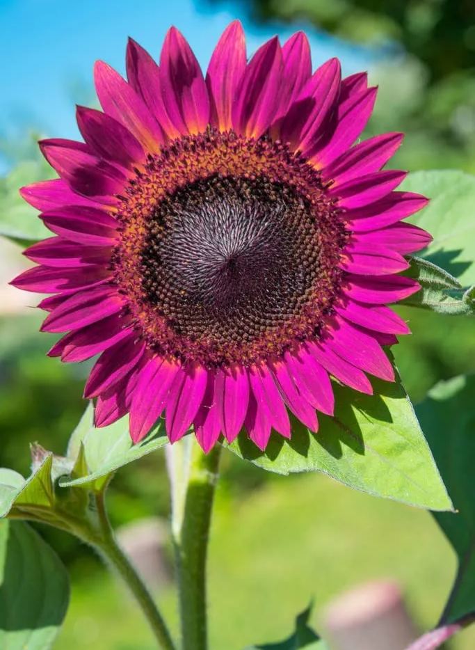 100pcs Purple Sunflower Seeds for Planting, Heirloom and Non-GMO Seeds