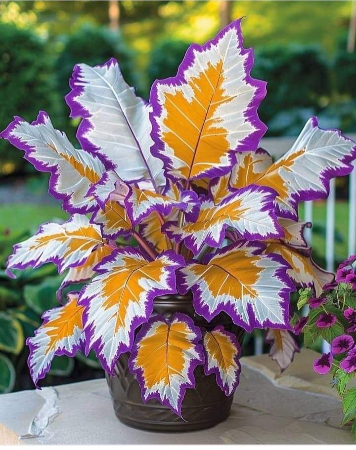 🎨🪴 Colorful Leaves– Grow Your Own Caladium#5