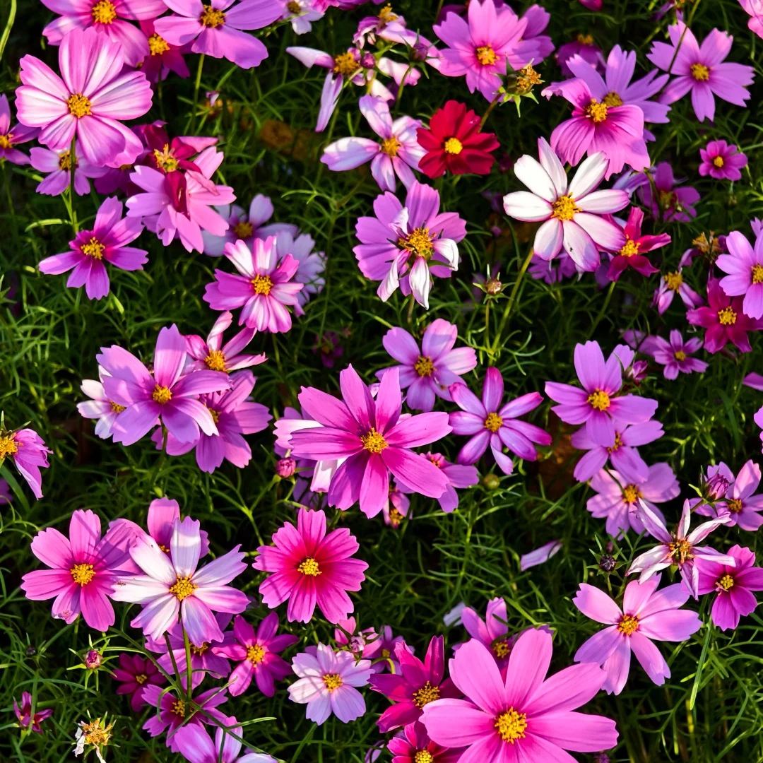 Mixed Cosmos Flower Seeds – Easy to Grow, Blooms All Summer 🌸