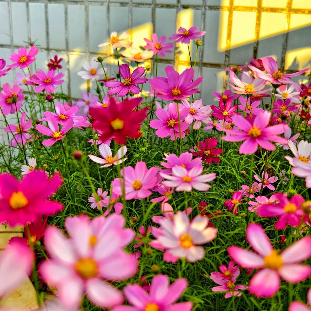 Mixed Cosmos Flower Seeds – Easy to Grow, Blooms All Summer 🌸