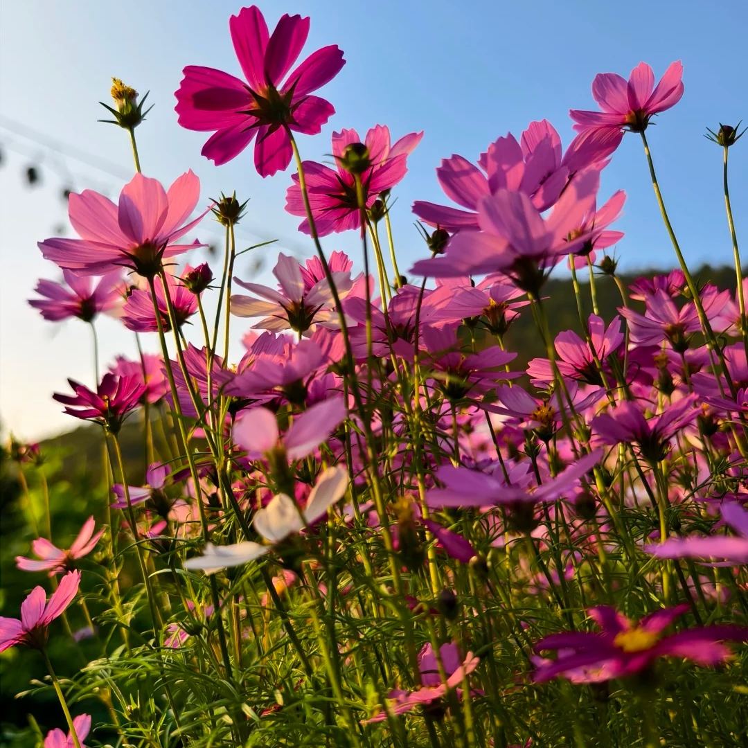 Mixed Cosmos Flower Seeds – Easy to Grow, Blooms All Summer 🌸