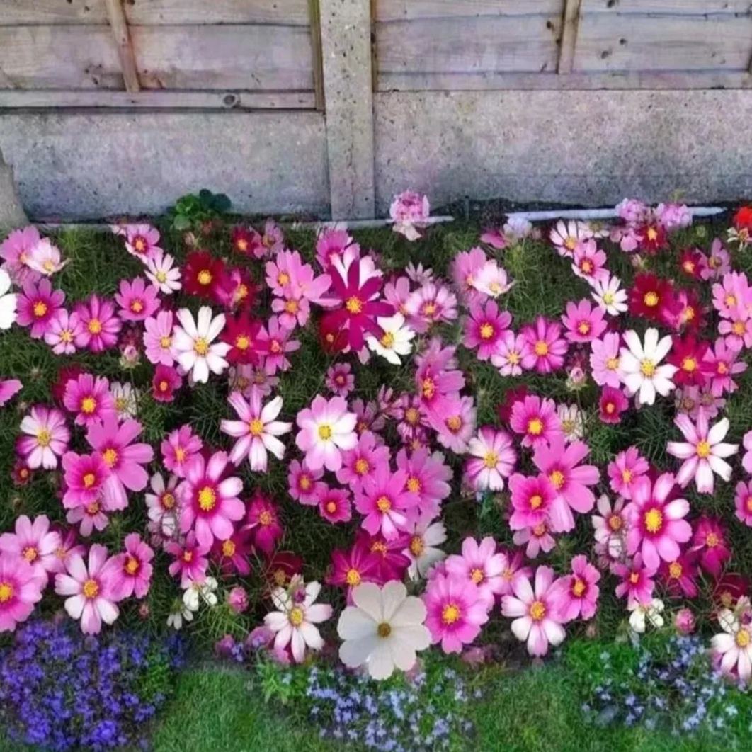 Mixed Cosmos Flower Seeds – Easy to Grow, Blooms All Summer 🌸