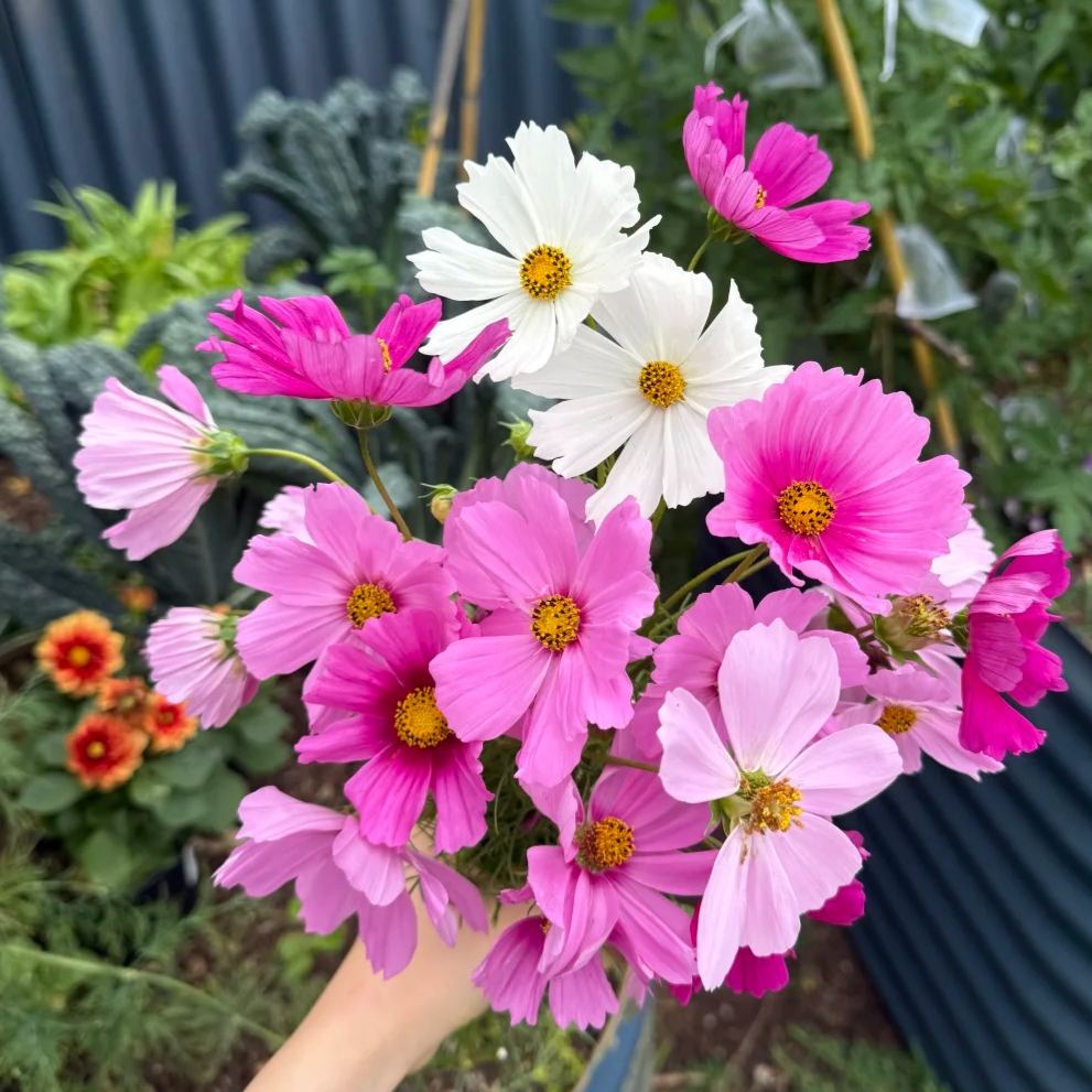 Mixed Cosmos Flower Seeds – Easy to Grow, Blooms All Summer 🌸